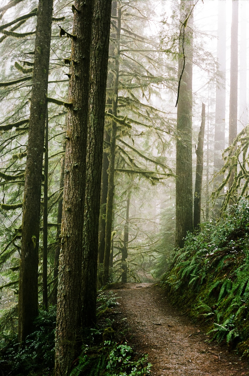 A trail in the woods with lots of trees